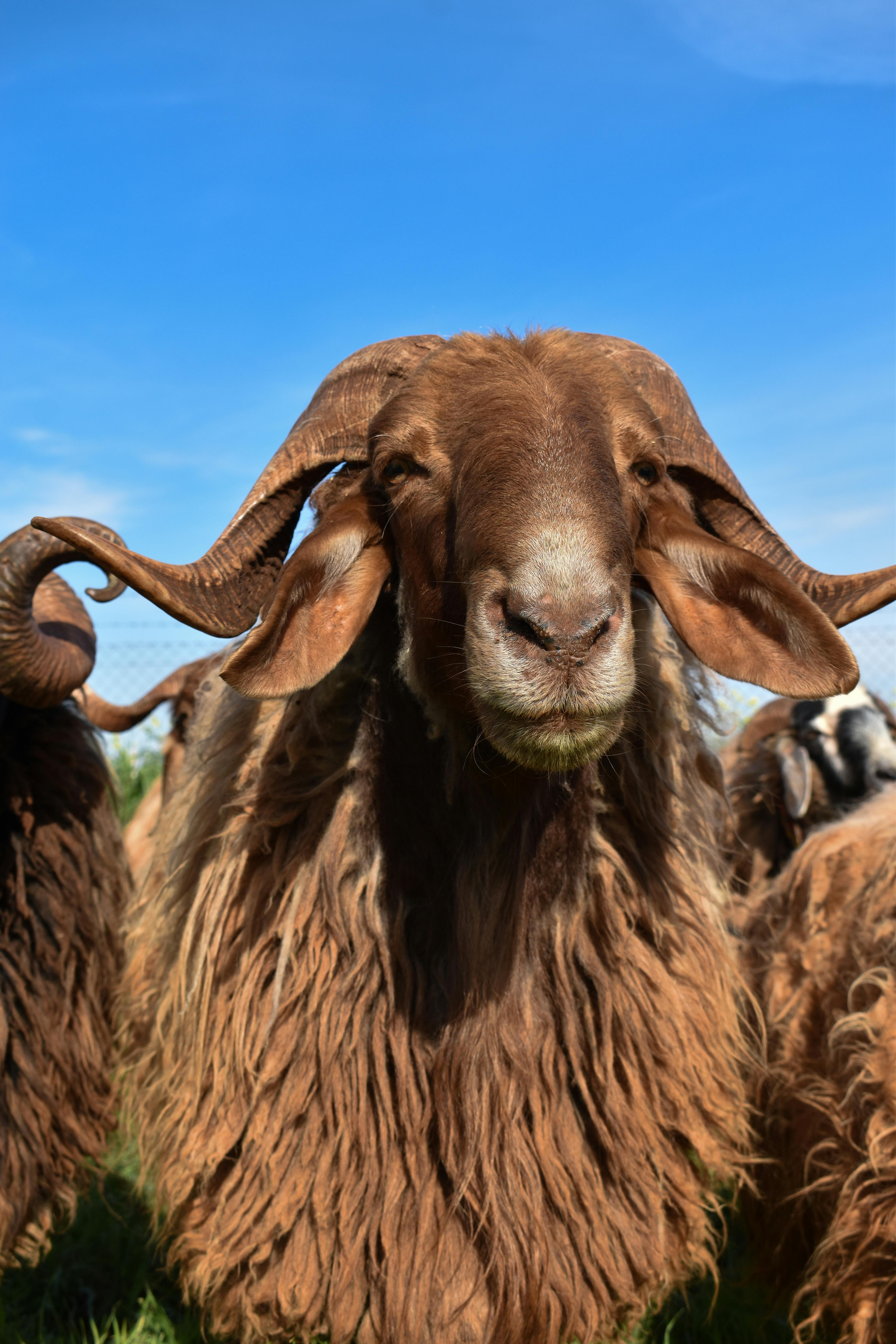 在蔚蓝的天空下，一只雄壮的公羊特写镜头呈现，其角独特引人注目