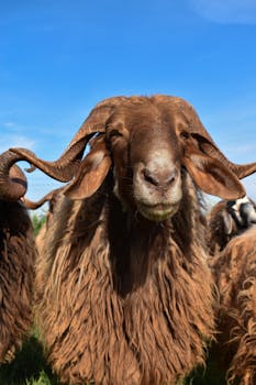 在蔚蓝的天空下，一只雄壮的公羊特写镜头呈现，其角独特引人注目