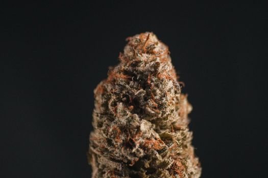 Detailed close-up image of a cannabis bud showcasing trichomes and texture.