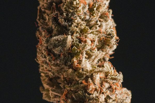 Purple Haze flower