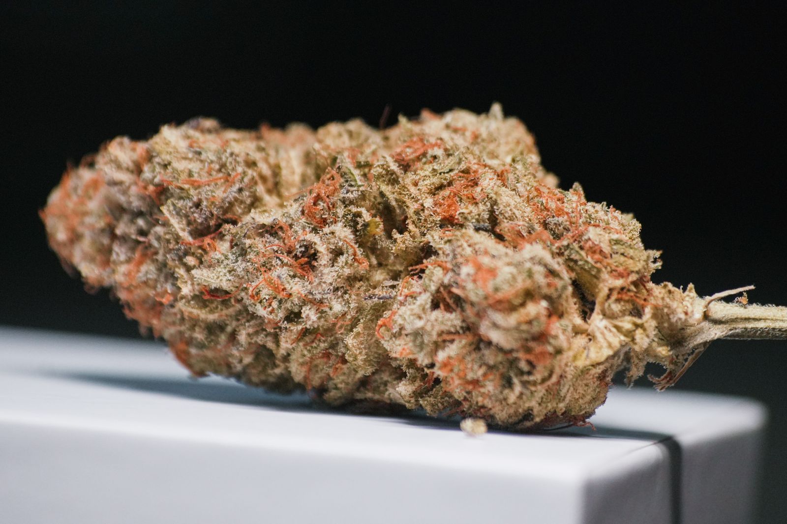 Close-up of a trichome-covered cannabis bud against a white background, highlighting the resin glands separated during dry sift sieving