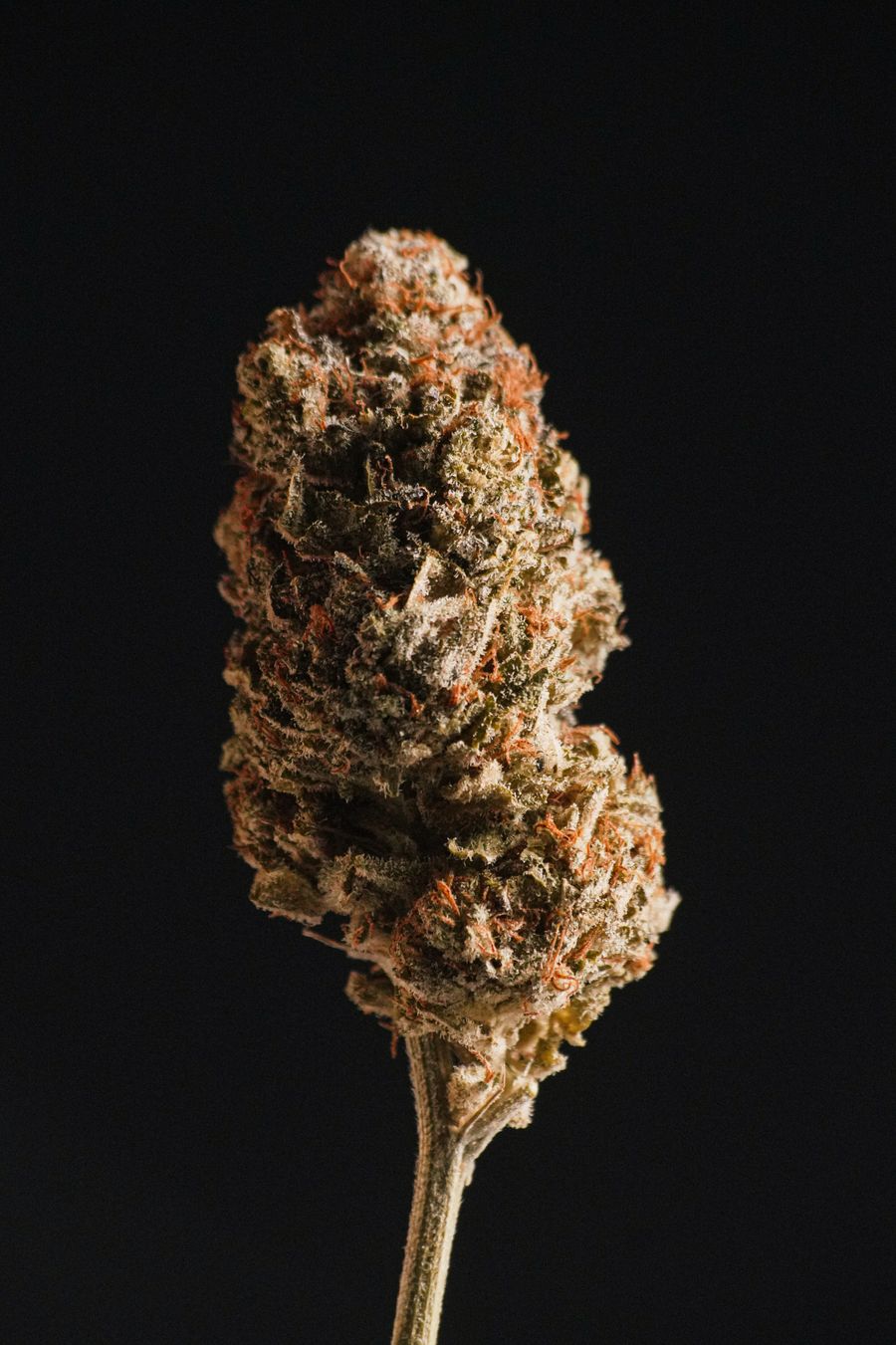 Makroaufnahme einer Cannabisblüte mit sichtbaren Trichomen