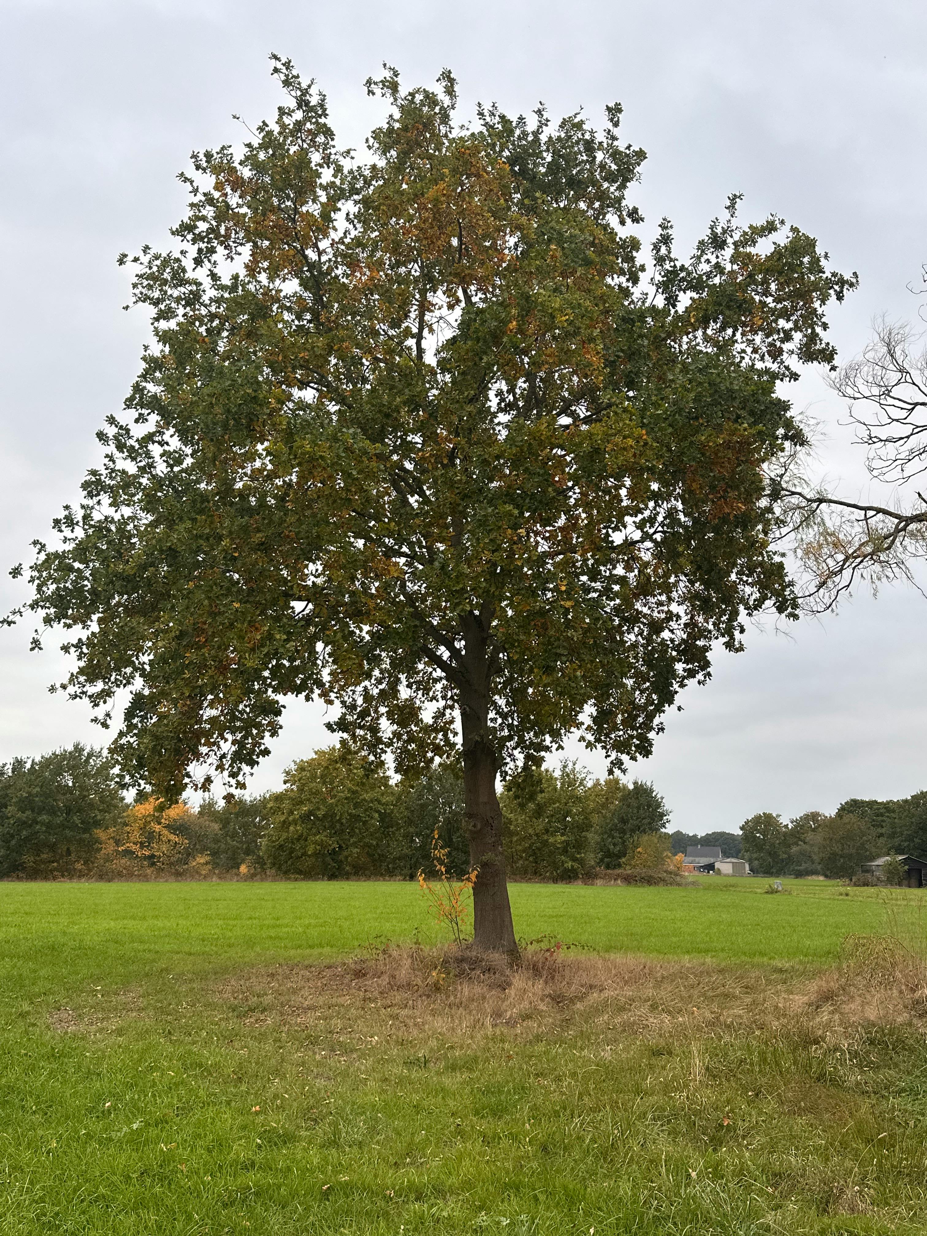 好的，请提供您需要优化的句子