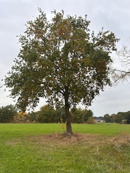 好的，请提供您需要优化的句子