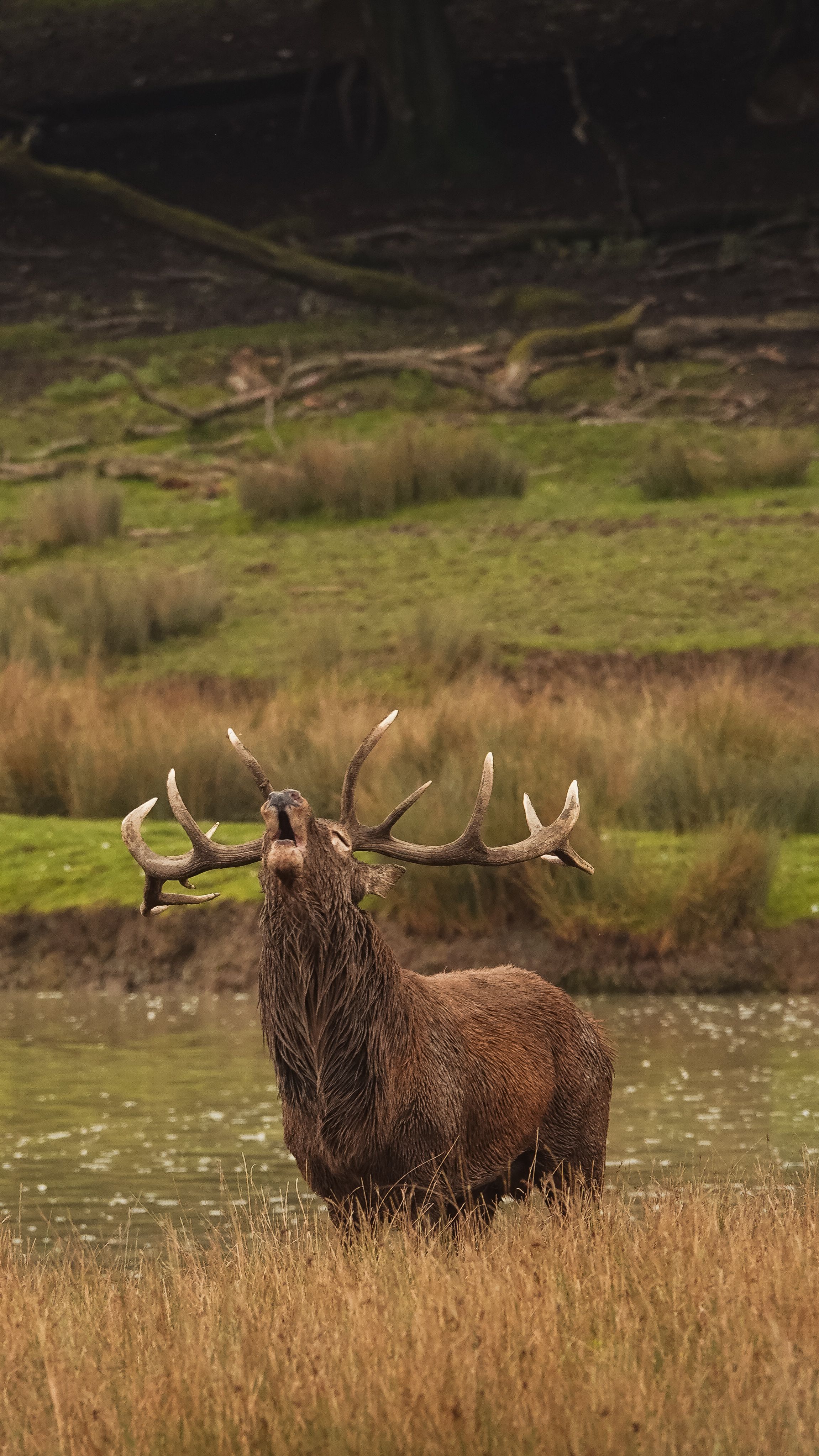 Fotos de stock gratuitas de al aire libre, animal, animal con cuernos