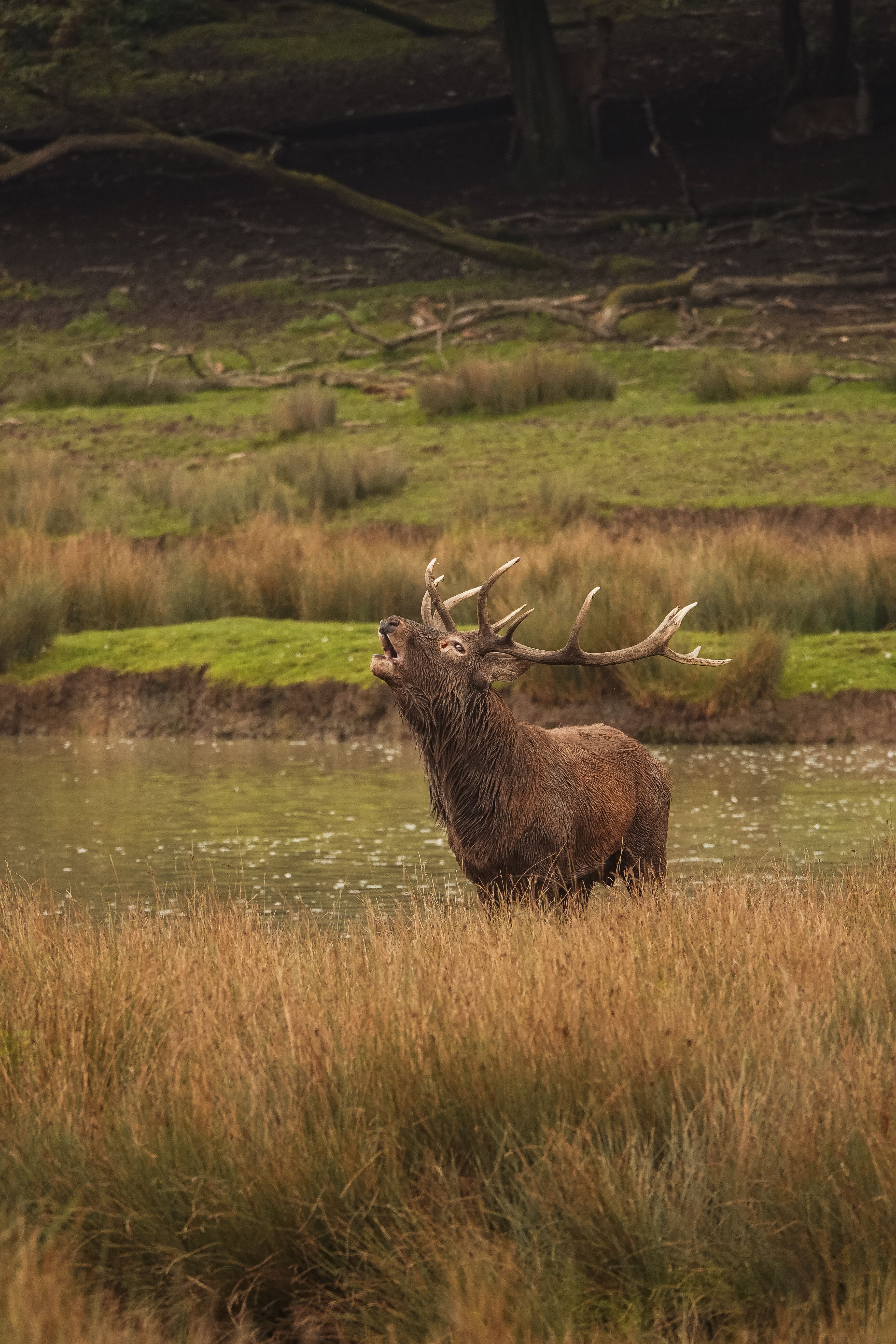 Trophy Red Stag New Zealand