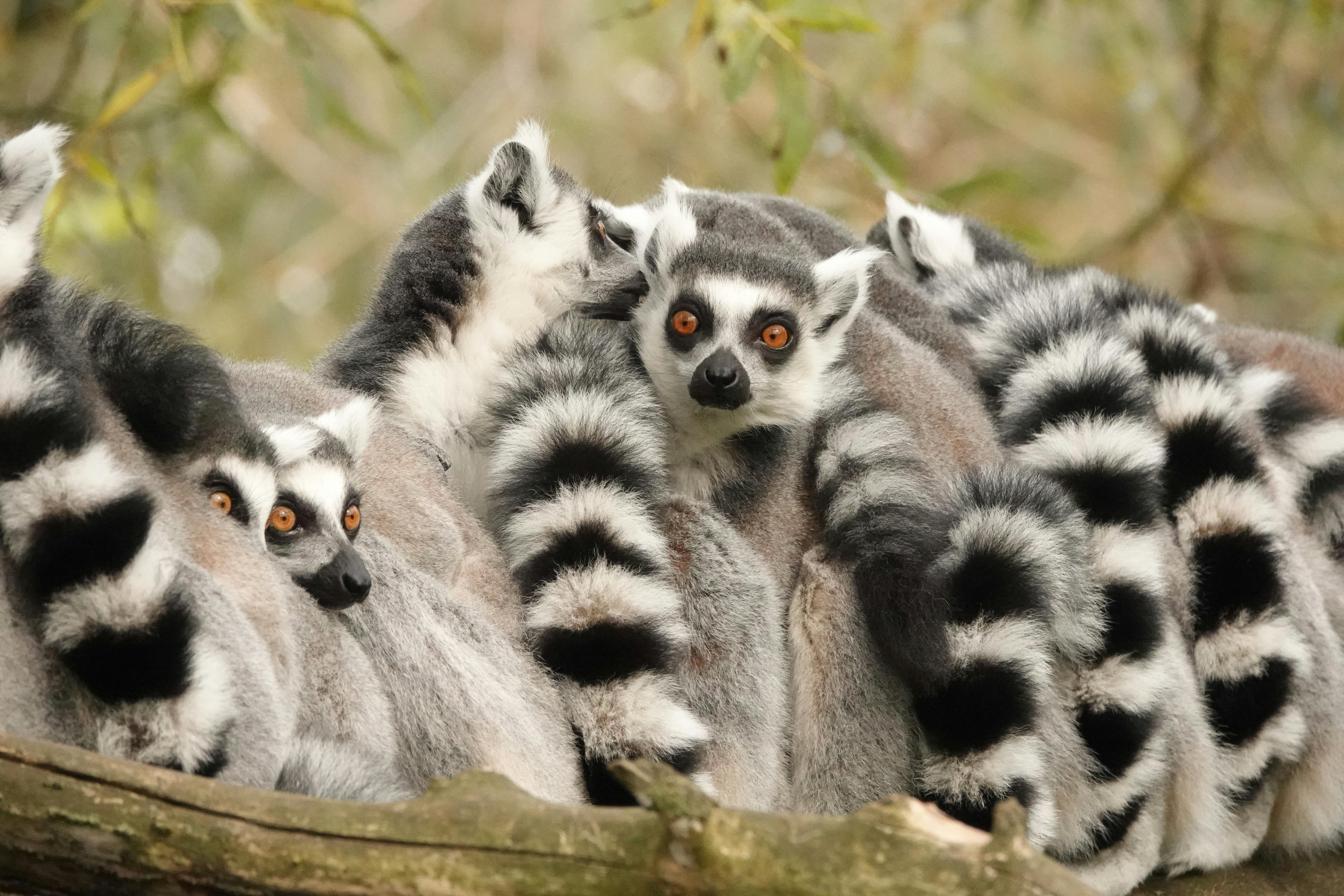 A group of ring-tailed lemurs with striking tails huddled together on a branch.