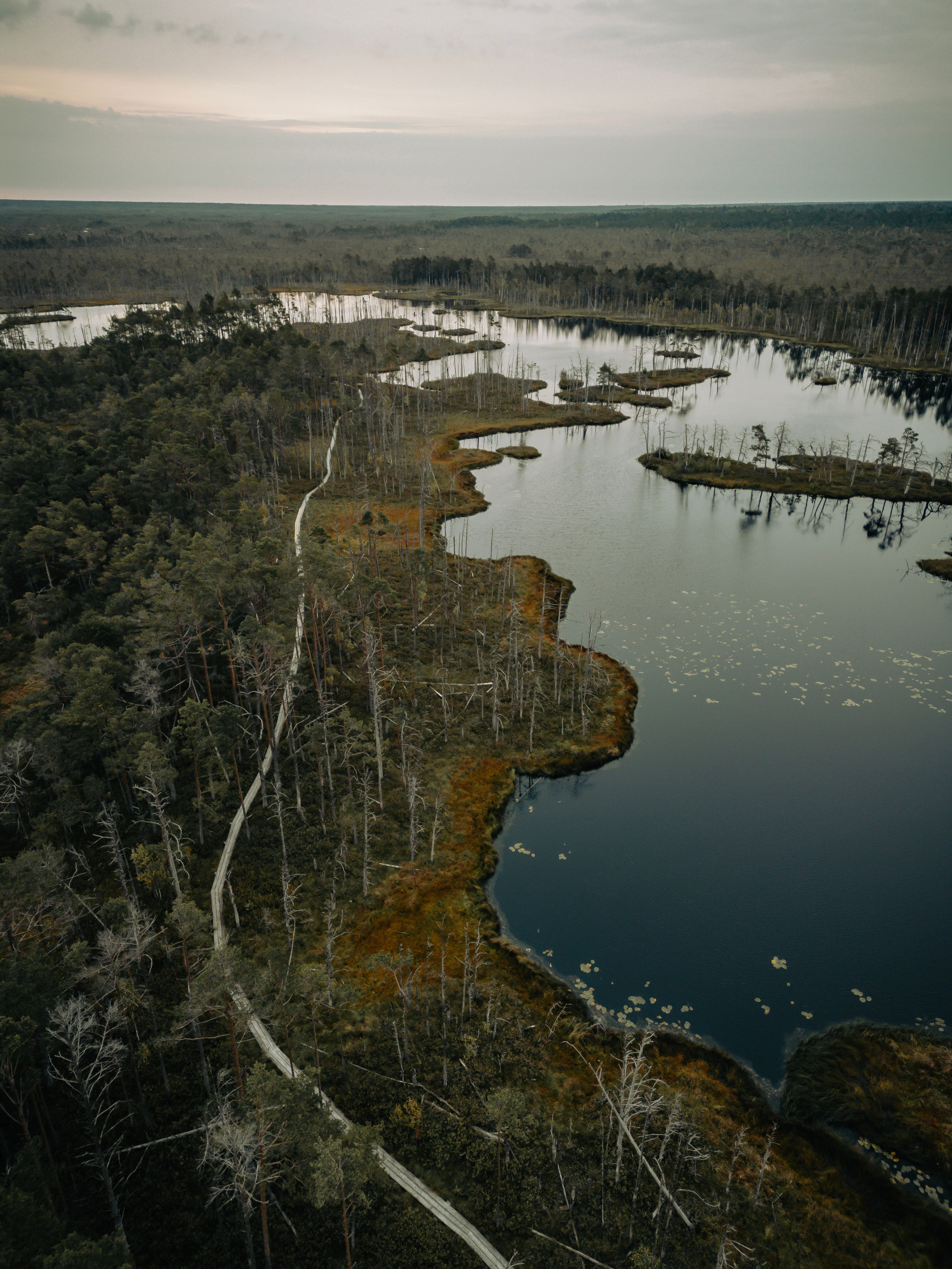 Aerial photograph showcasing a tranquil wetlands and forest view with a winding boardwalk.