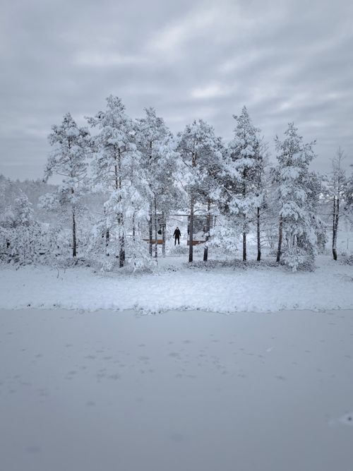 Free Winter scene featuring a person walking among snow-laden pine trees, creating a serene and cold ambiance. Stock Photo