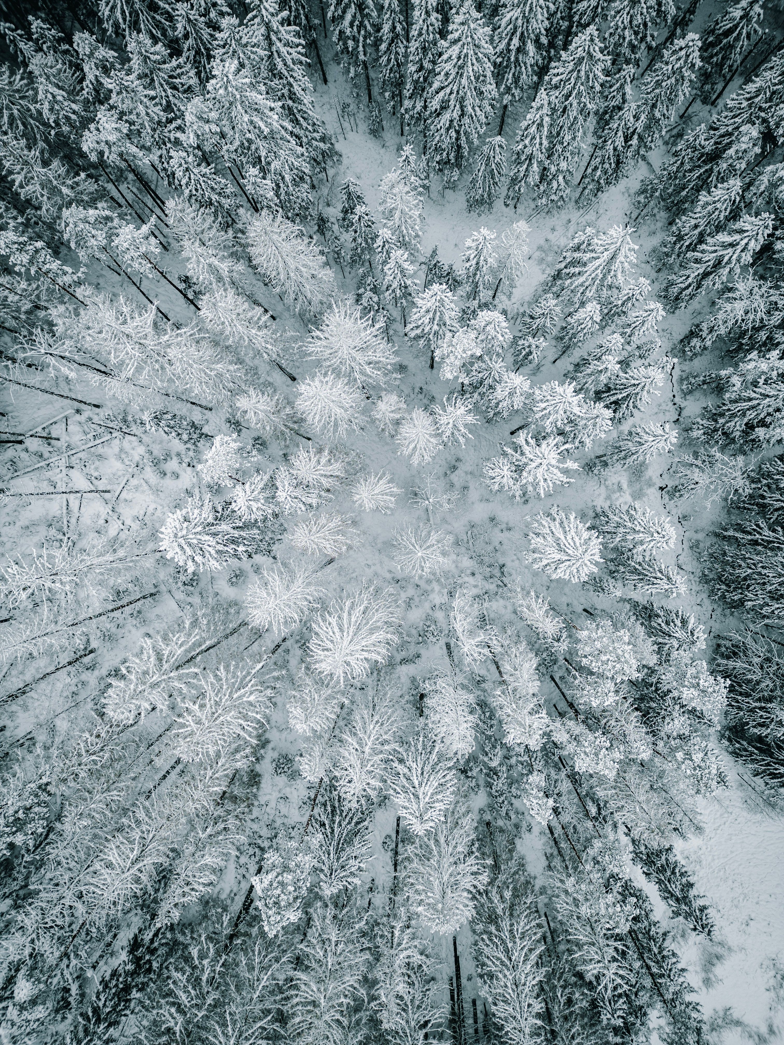 Aerial View of Snowy Forest in Winter · Free Stock Photo