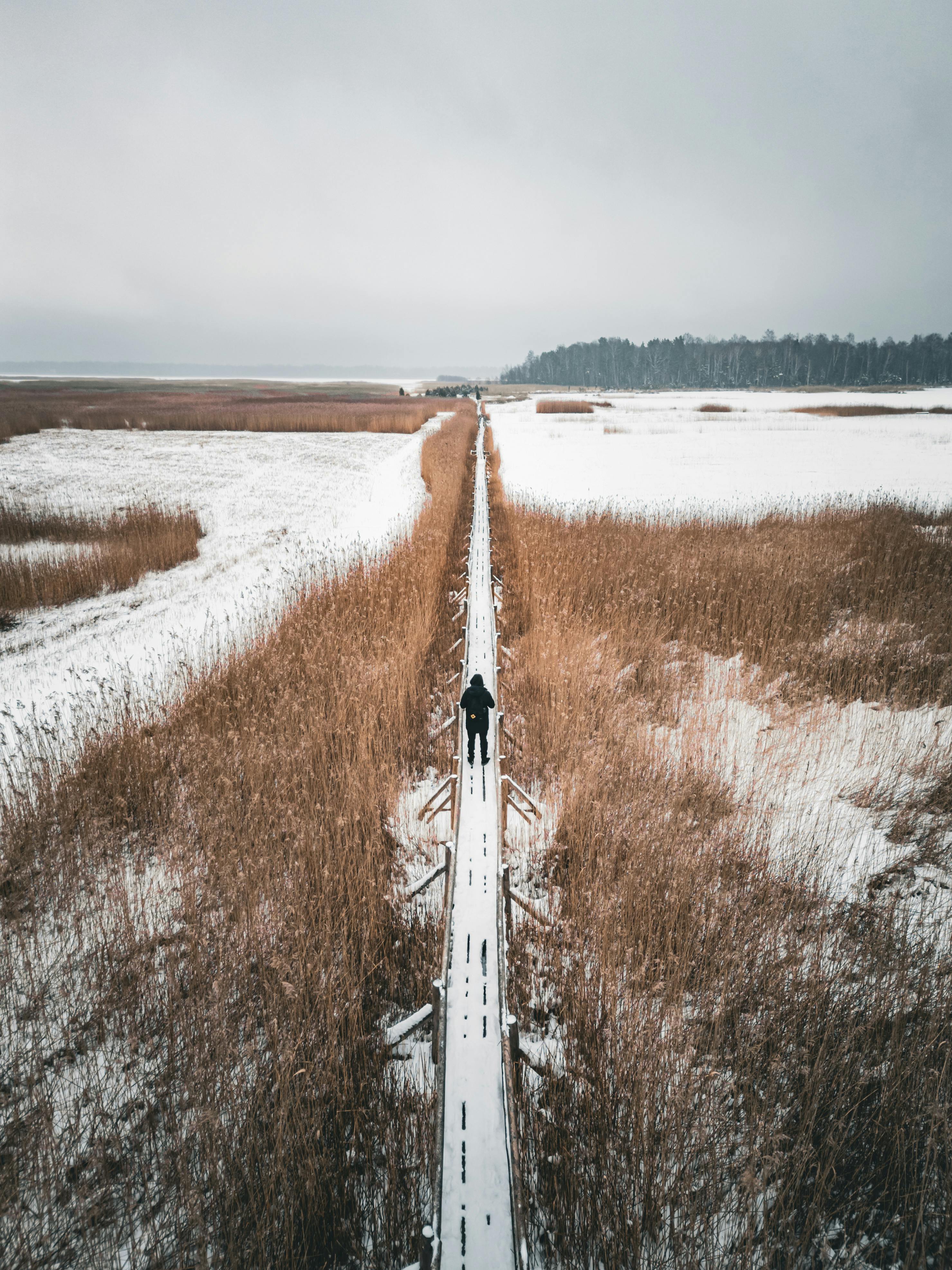 在冬季，芦苇丛中覆盖着一层厚厚的积雪，木板路从高处俯瞰显得格外清晰