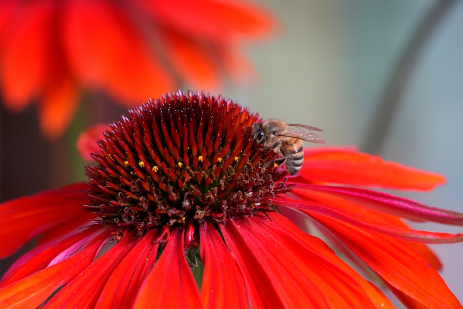 Close-up of a vibrant red echinacea flower with a honeybee collecting nectar in sunlight.