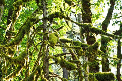 Free Serene forest scene with trees draped in vibrant green moss, evoking tranquility. Stock Photo