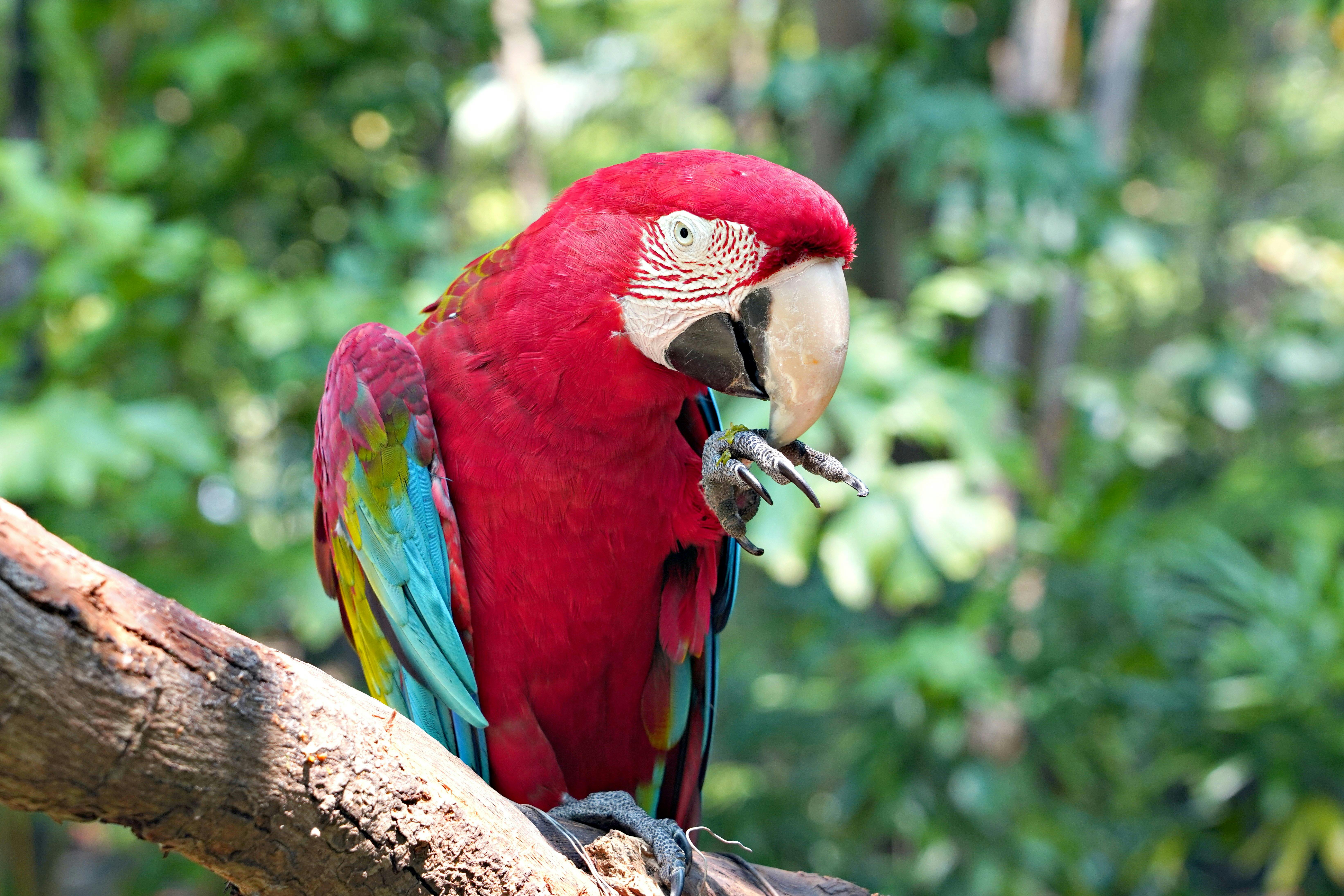 Jurassic dinosaurs had specialized diets to coexist peacefully — Photo by hartono subagio on Pexels