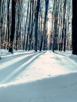 Peaceful winter forest scene with sun casting long shadows on the snowy ground in Ukraine.