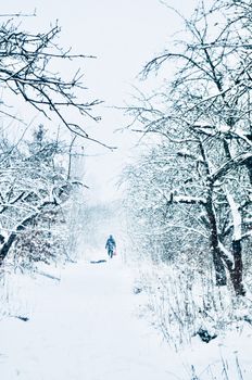 A lone figure walks through a snowy forest path in Ukraine, surrounded by snow-laden trees.