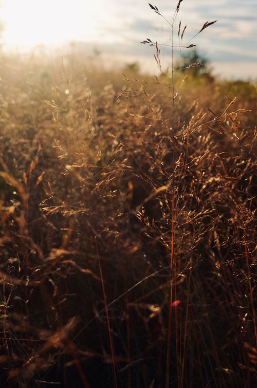 Free Beautiful sunlit field with wild grasses at golden hour, capturing nature's serene beauty in Ukraine. Stock Photo