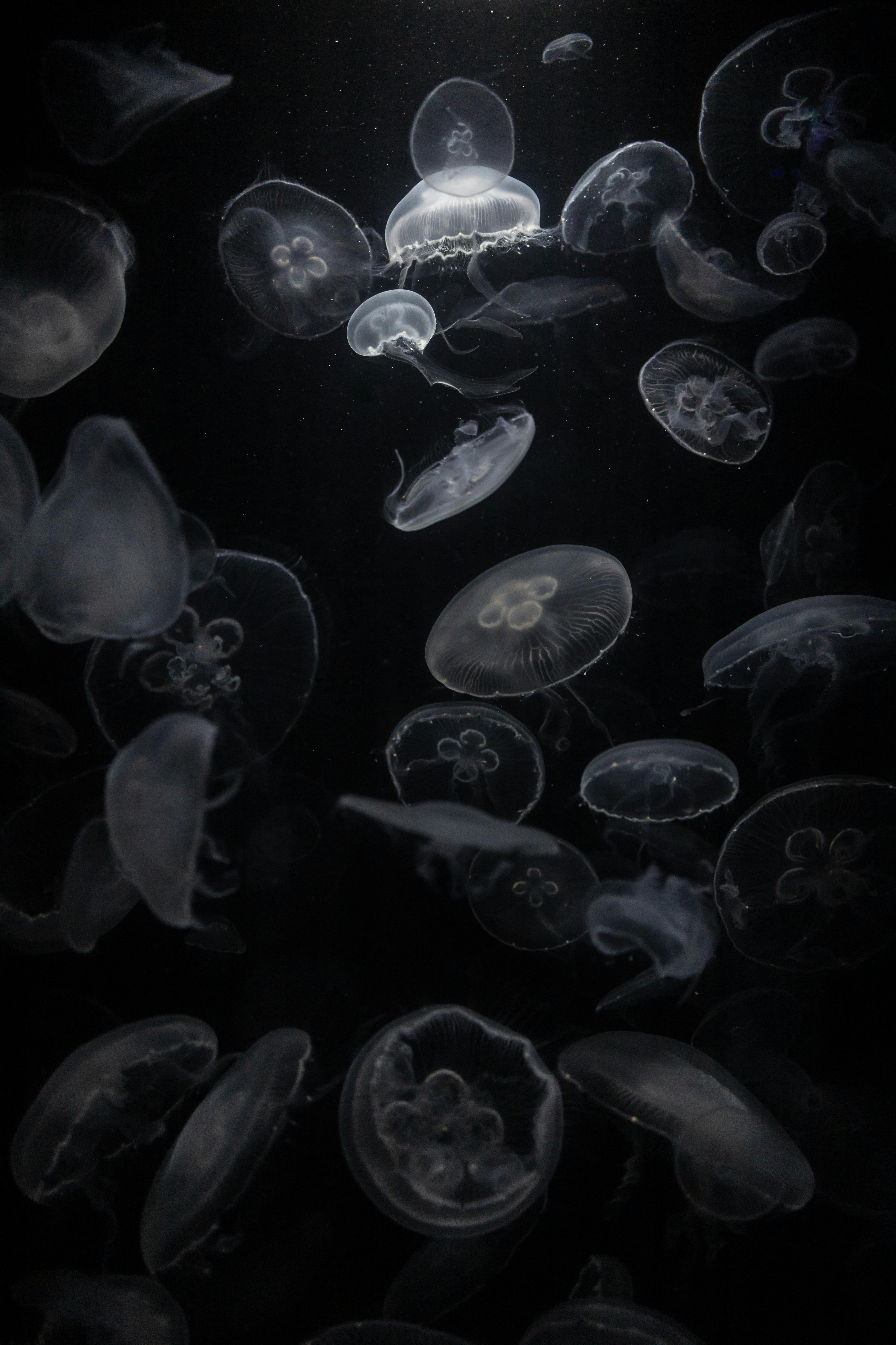 Captivating image of jellyfish elegantly drifting in dark water, creating a mesmerizing underwater scene.