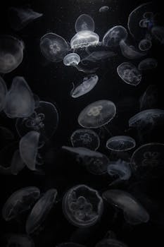 Captivating image of jellyfish elegantly drifting in dark water, creating a mesmerizing underwater scene.