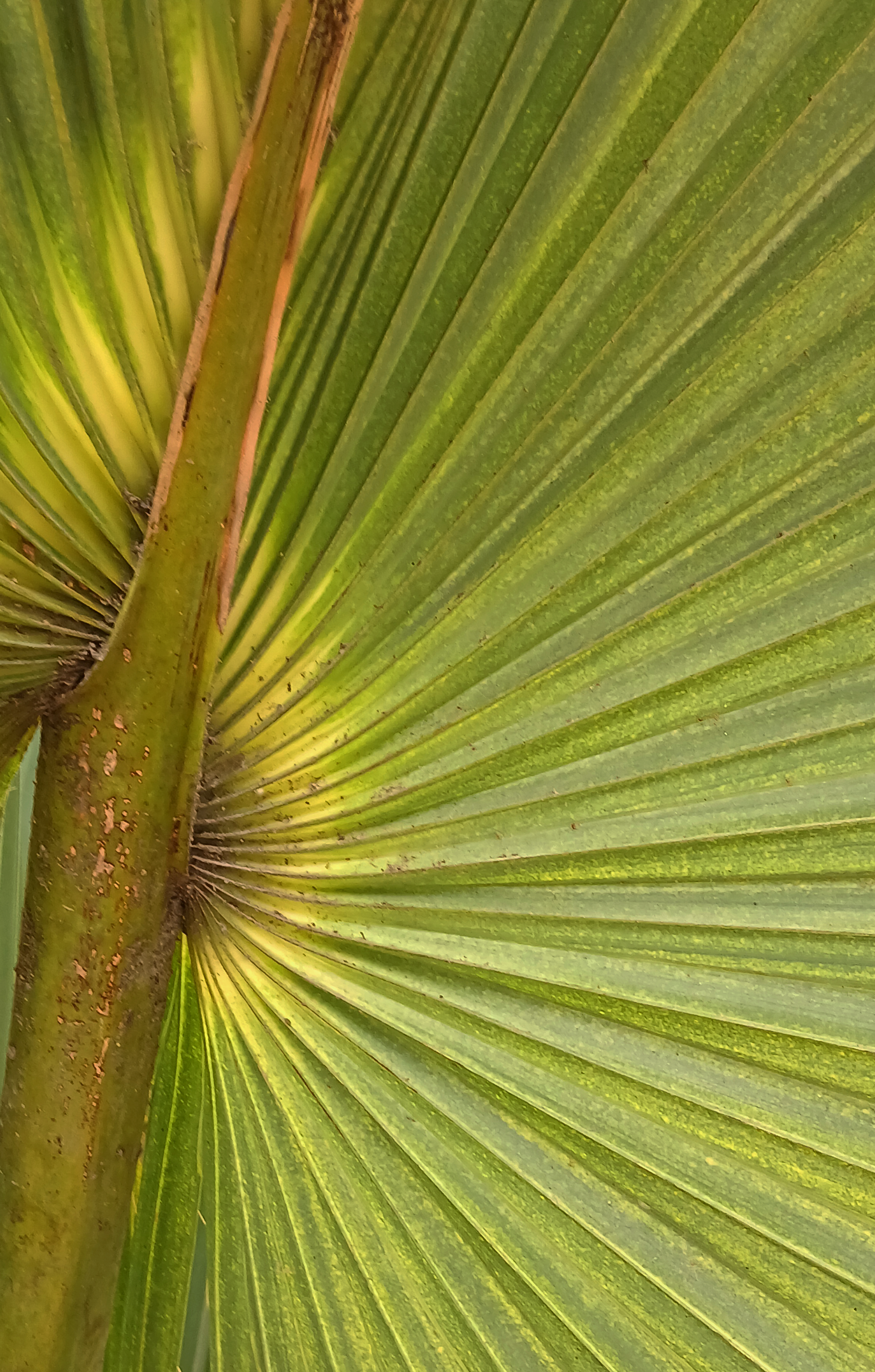 Close-up of Green Palm Frond Pattern · Free Stock Photo
