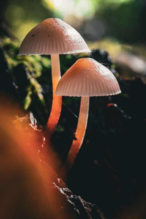 Free A close-up view of two mushrooms in a lush forest, highlighting the natural beauty. Stock Photo