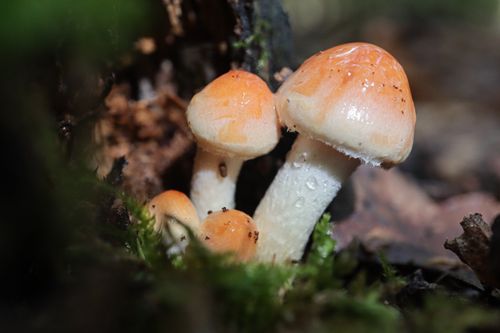 Free A cluster of wild mushrooms growing on a forest floor, showcasing their vibrant caps. Stock Photo