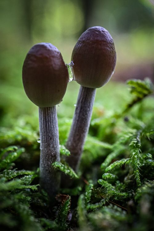 Free Detailed close-up of two mushrooms surrounded by moss in a forest setting. Stock Photo