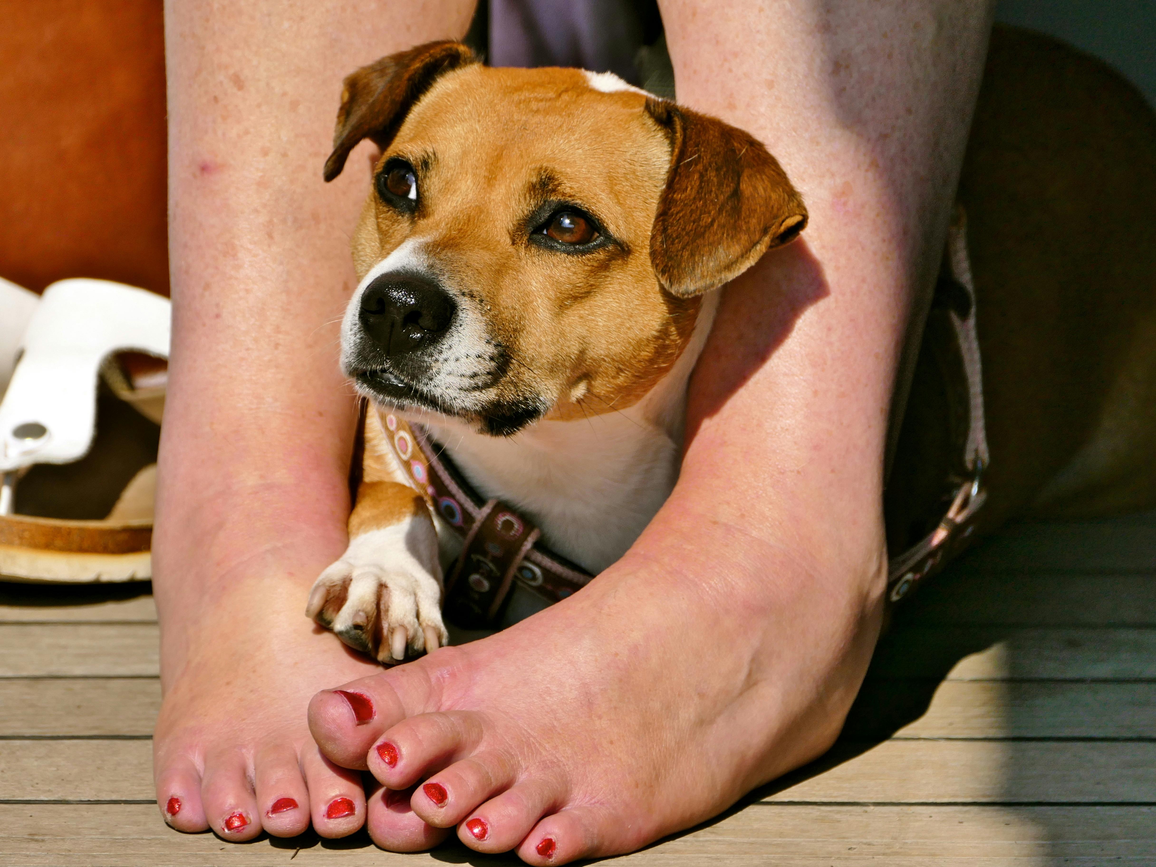 Pes se uvelebí na vašich nohách nebo botách. Toto chování souvisí s ochranou smečky.