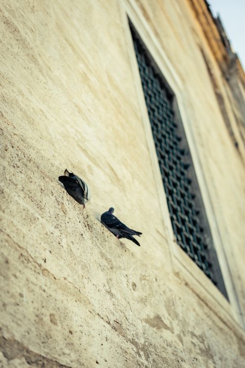 Free Two pigeons perched on a rustic building facade, conveying urban solitude. Stock Photo