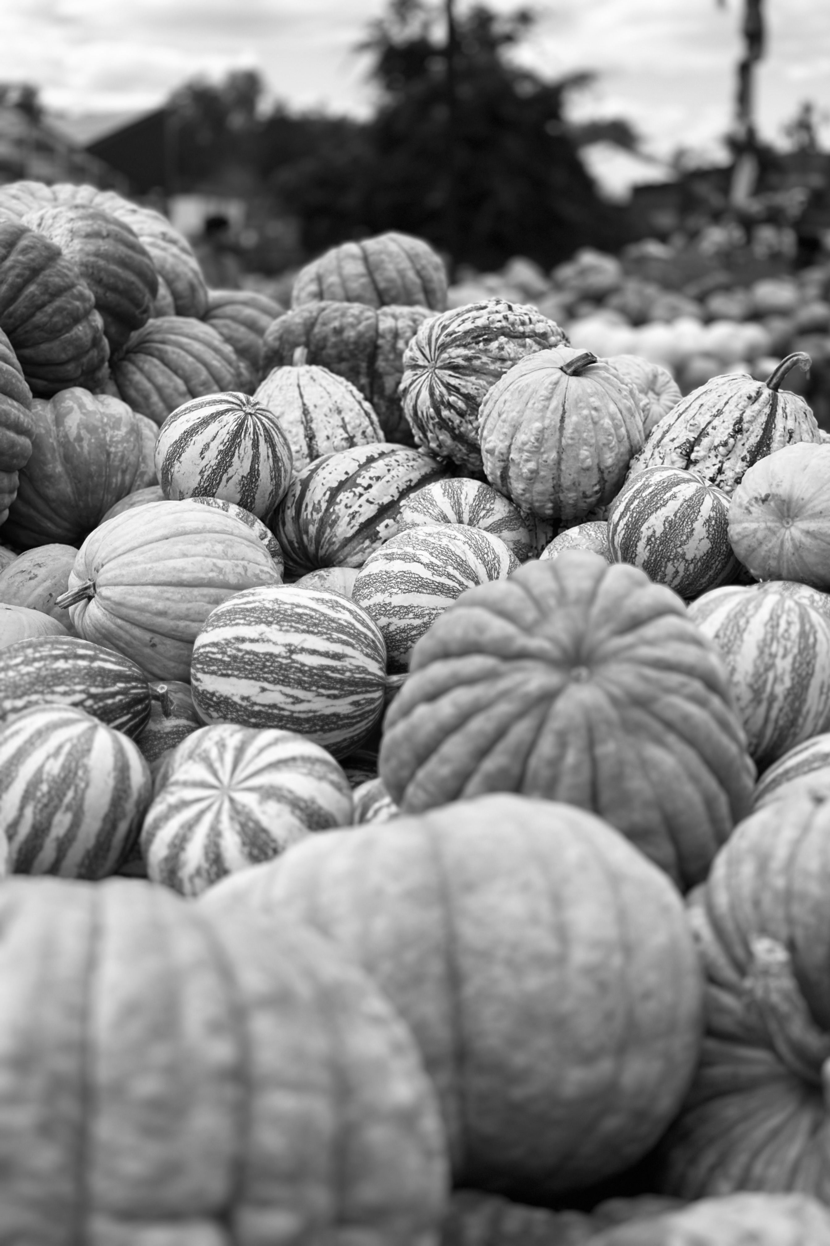 Pumpkin Texture Photos, Download The BEST Free Pumpkin Texture Stock