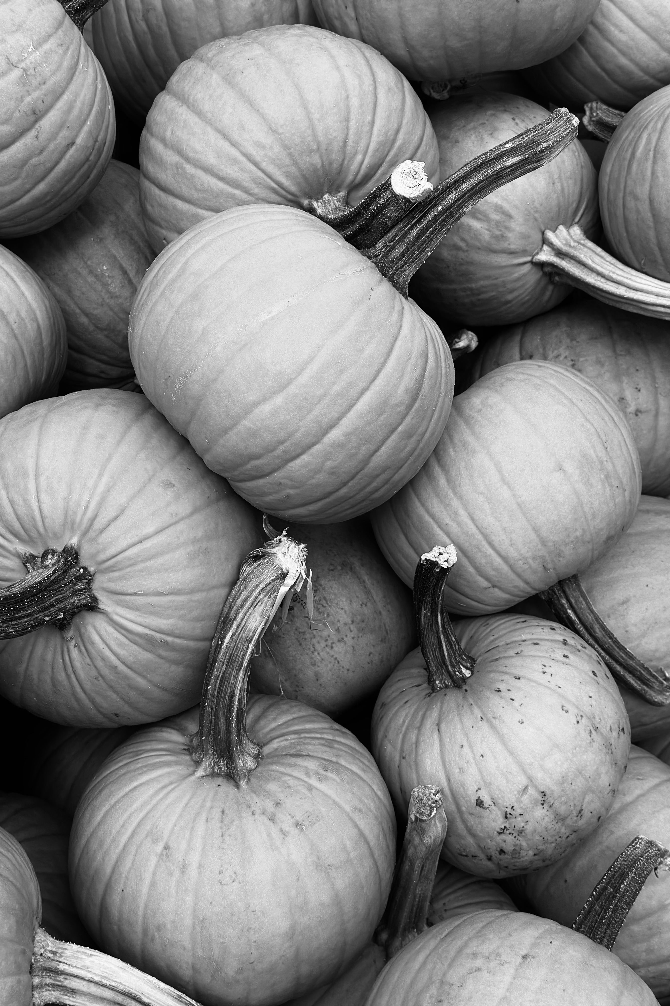Black and White Image of Harvested Pumpkins · Free Stock Photo
