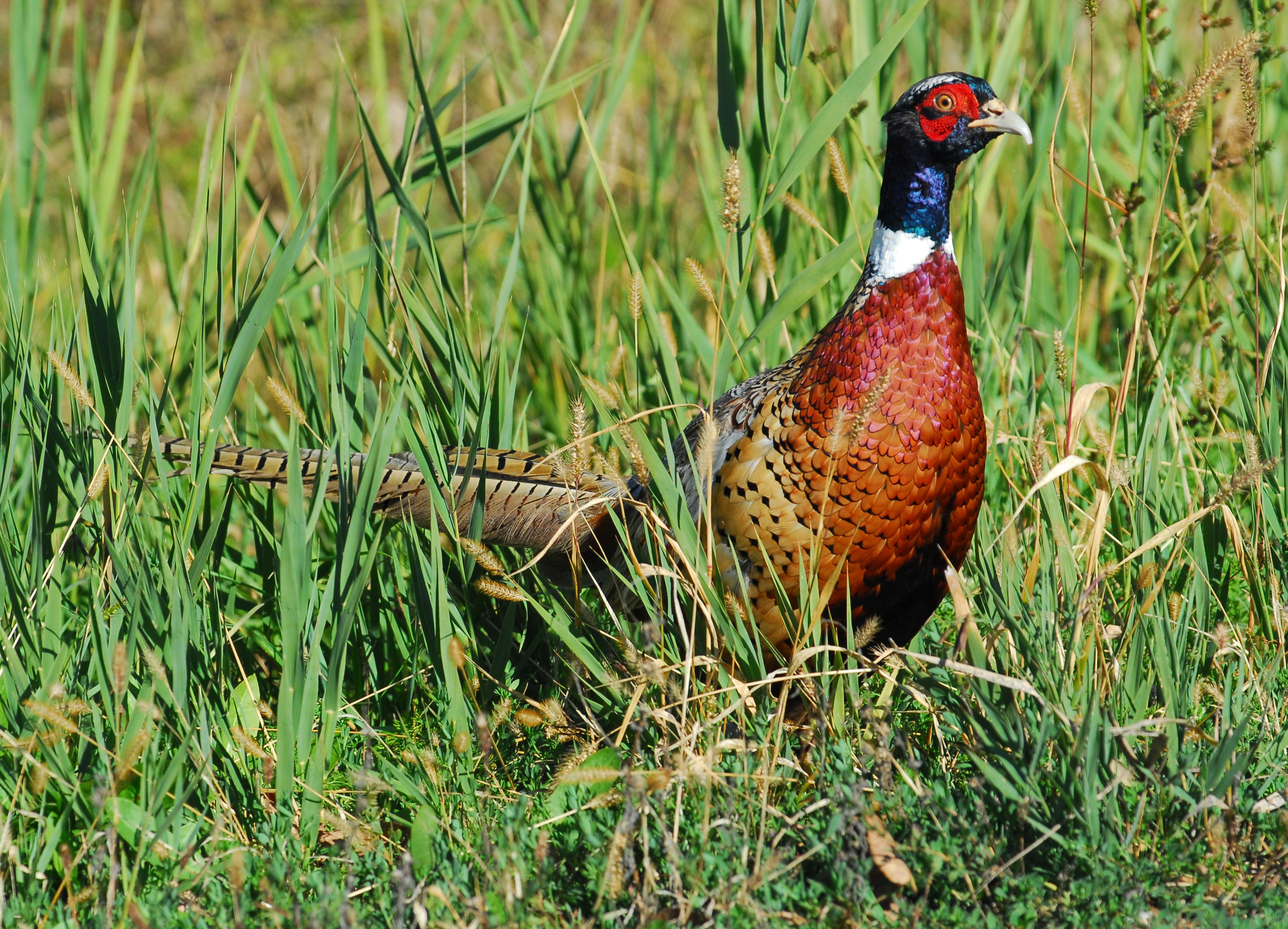 Colorful ring-necked pheasant in grass at Fort Edward, New York.