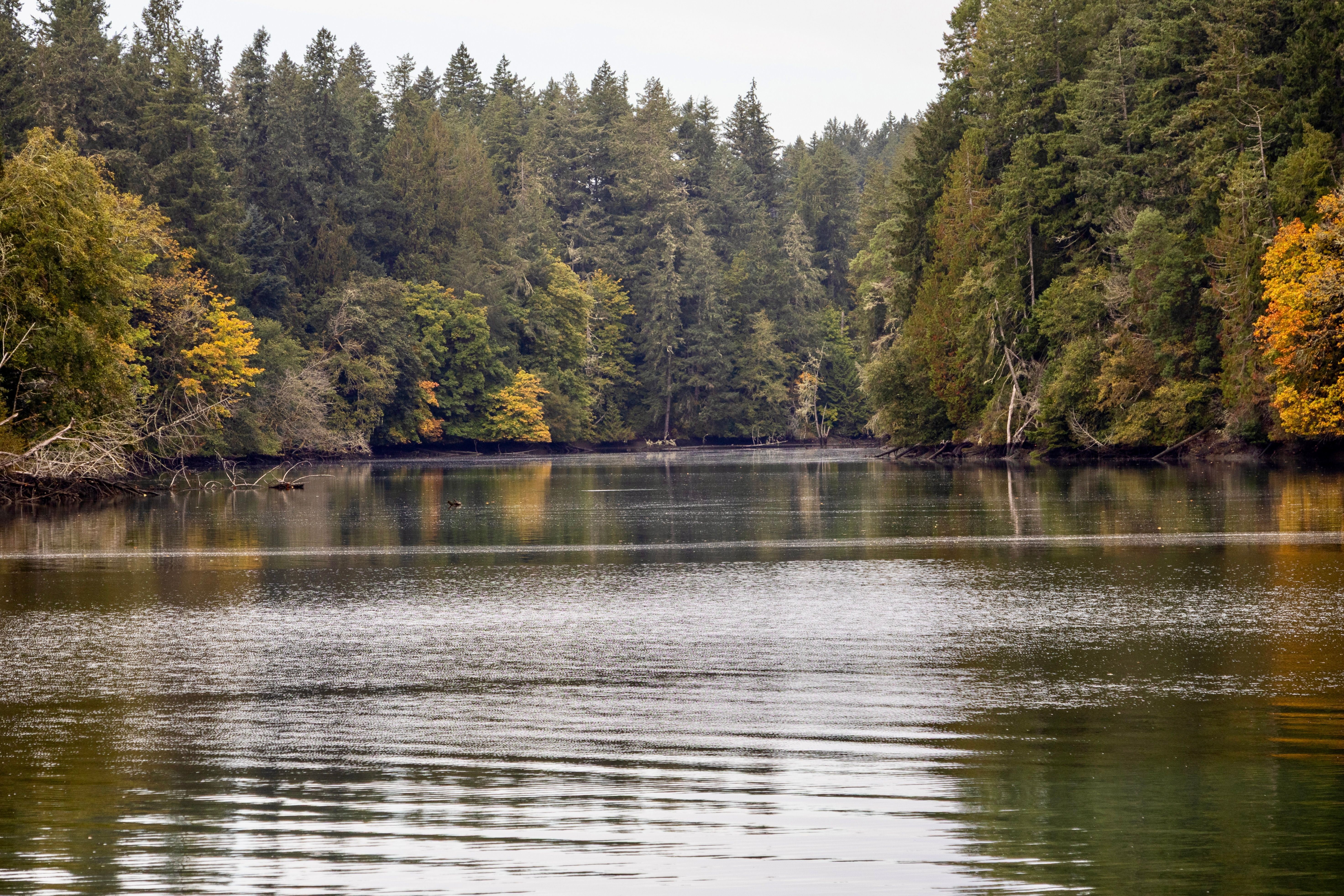 Serene Autumn Forest Reflections in Olympia · Free Stock Photo