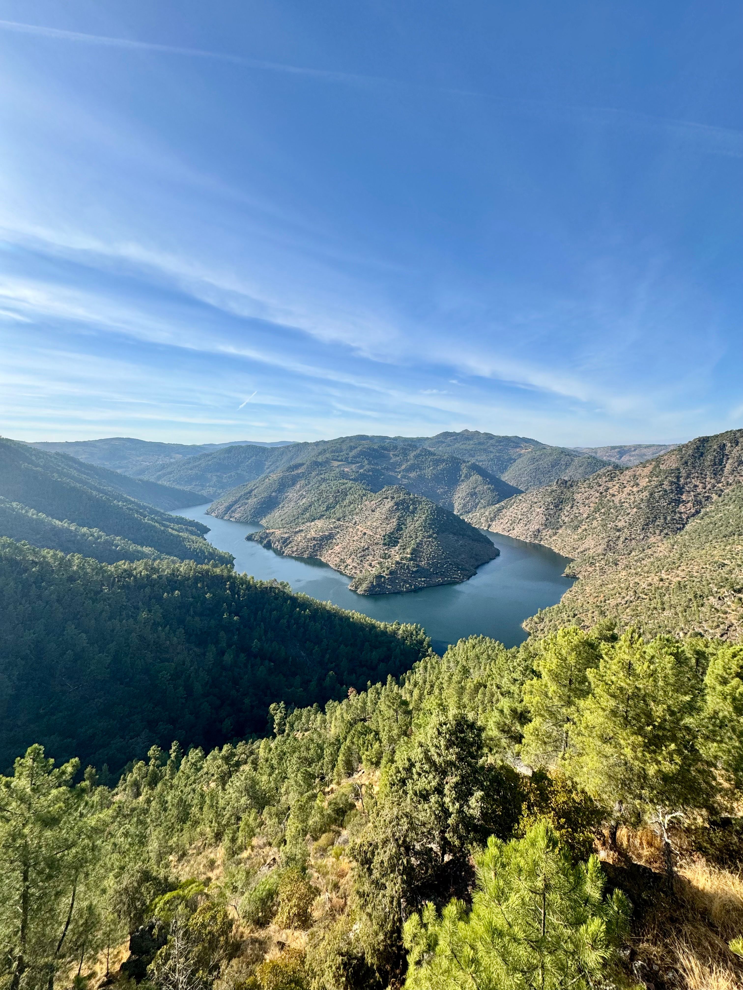 Serene Mountain Lake View through Pine Trees · Free Stock Photo
