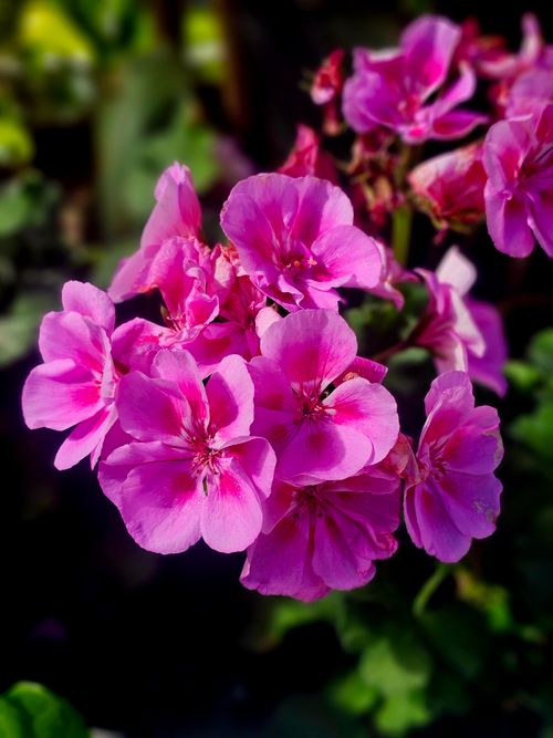 Free Close-up of beautiful pink geranium flowers in full bloom, capturing their vivid colors. Stock Photo