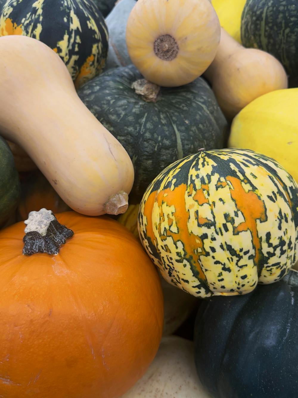 Harvest Cornucopia Harvest Cornucopia