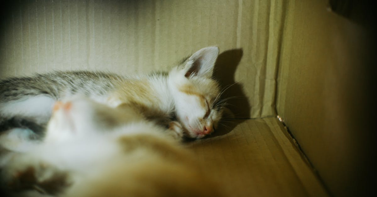 財經:議員倡盲盒納賭博規管 市民質疑婚姻是否也該禁