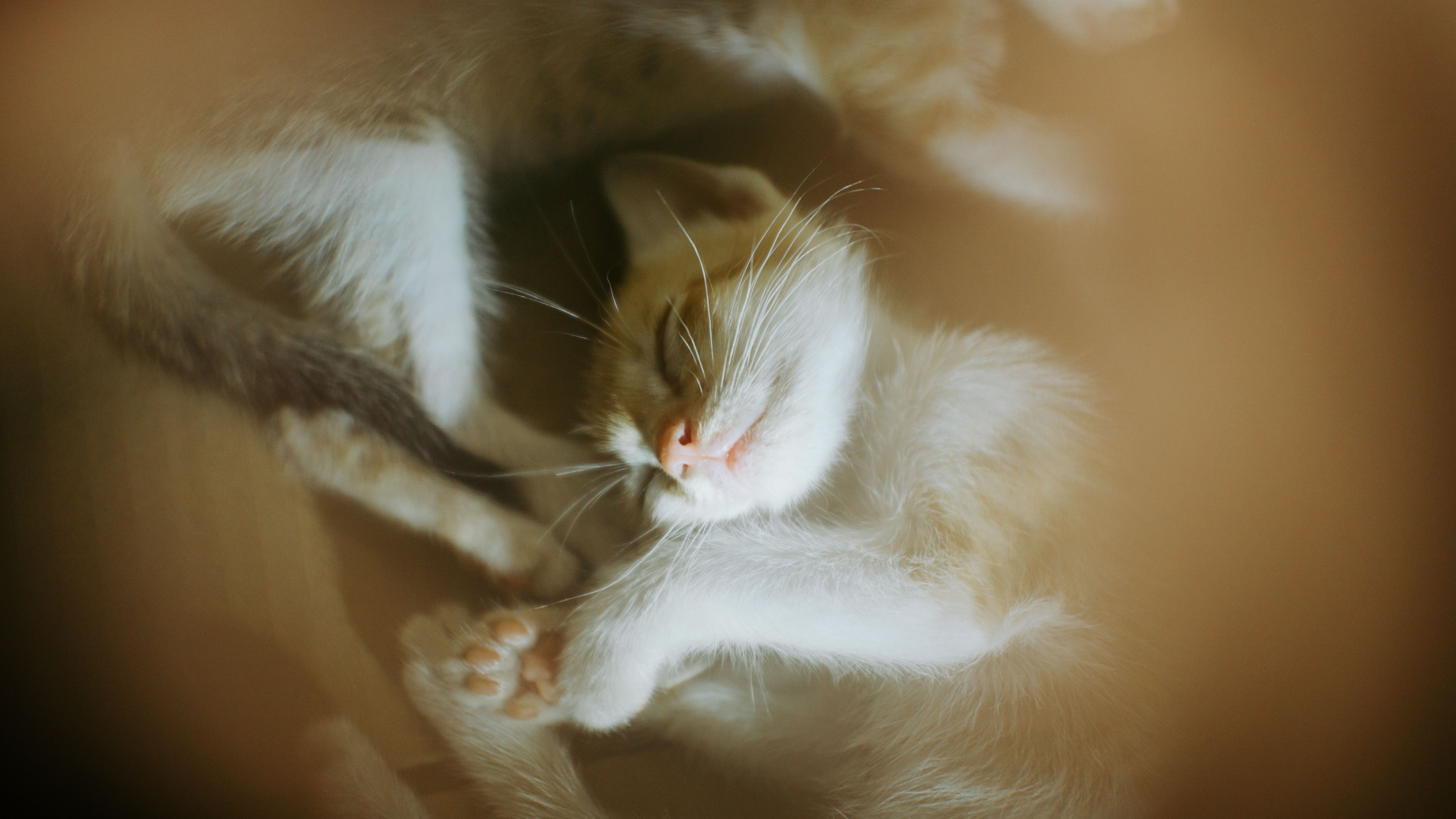 Veterinarian examining a cat during a checkup