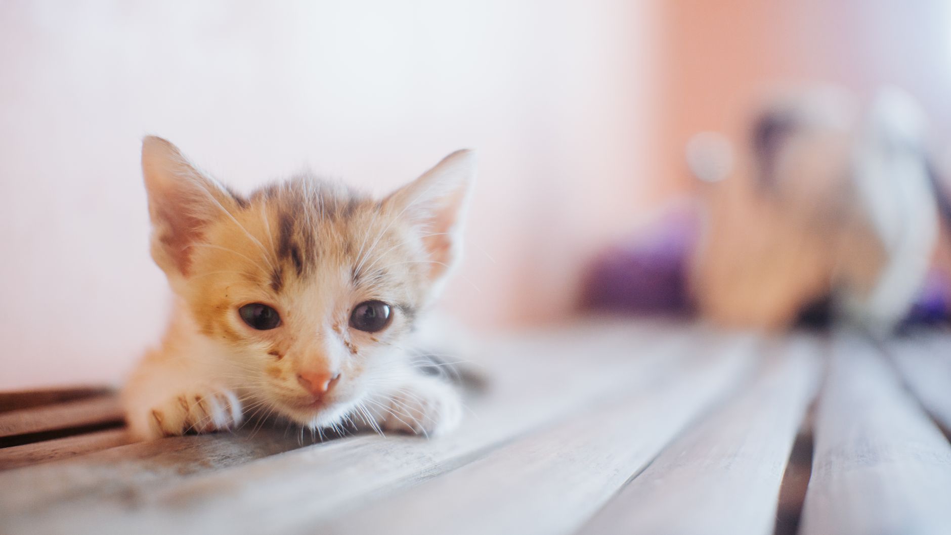 Healthcare and wellness consultation for a cat