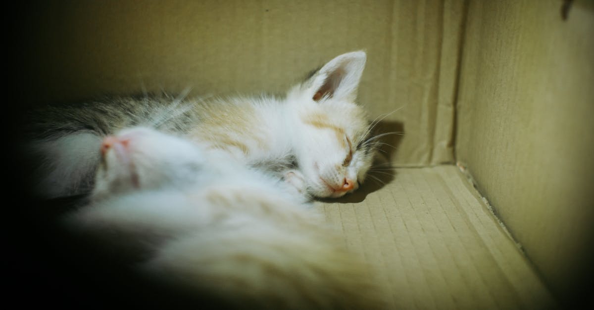 財經:議員倡盲盒納賭博規管 市民質疑婚姻是否也該禁