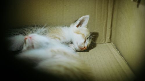 Free A peaceful kitten sleeping in a cozy cardboard box, showcasing tranquility and warmth. Stock Photo