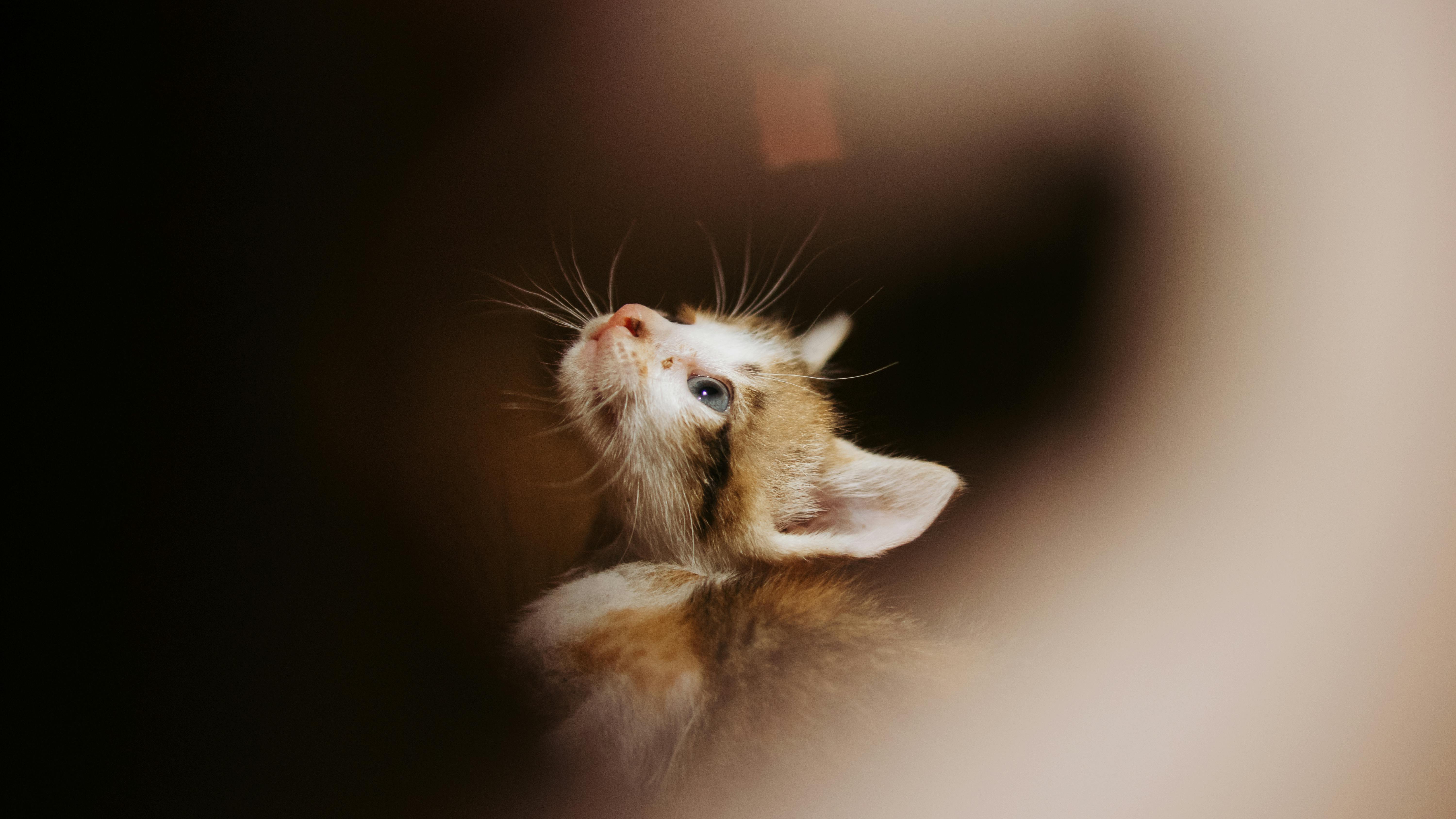 pet insurance pet finance and insurance — Photo by Nothing Ahead on Pexels