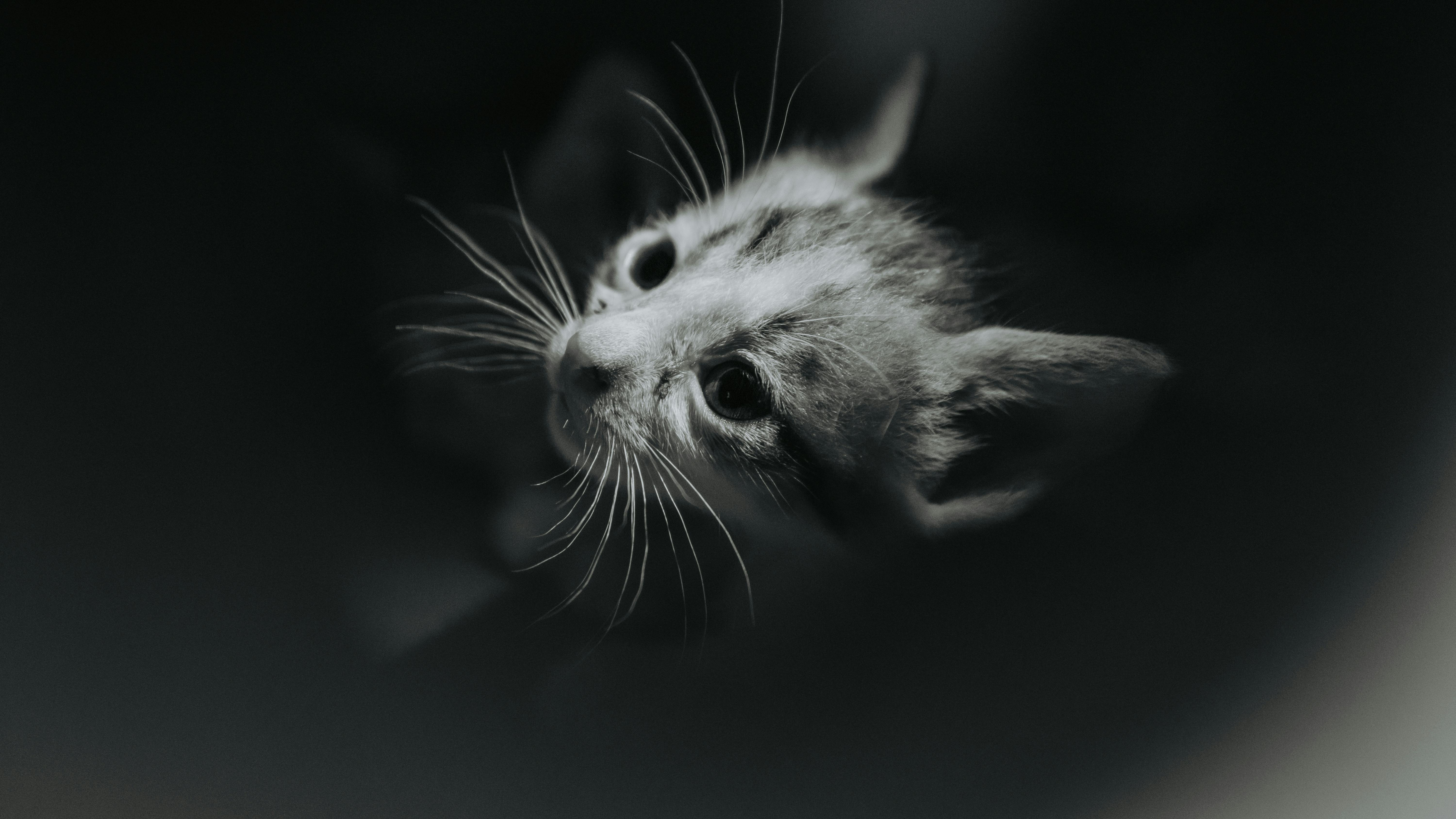 This Kitten Had No Idea Who the Dog Was After Her Grooming and the Reaction Is Everything — Photo by Nothing Ahead on Pexels