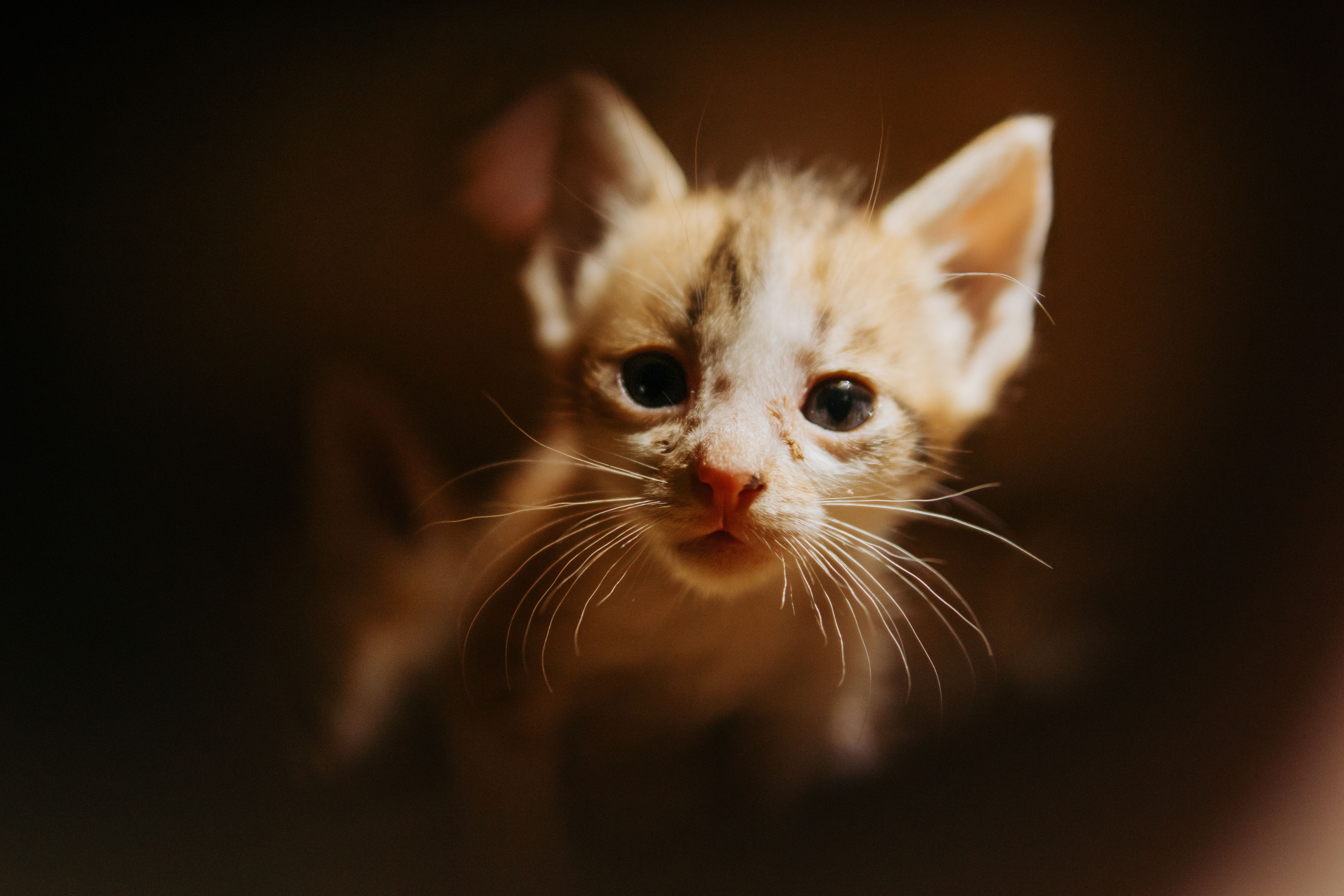 Portrait of a cat at a veterinary clinic