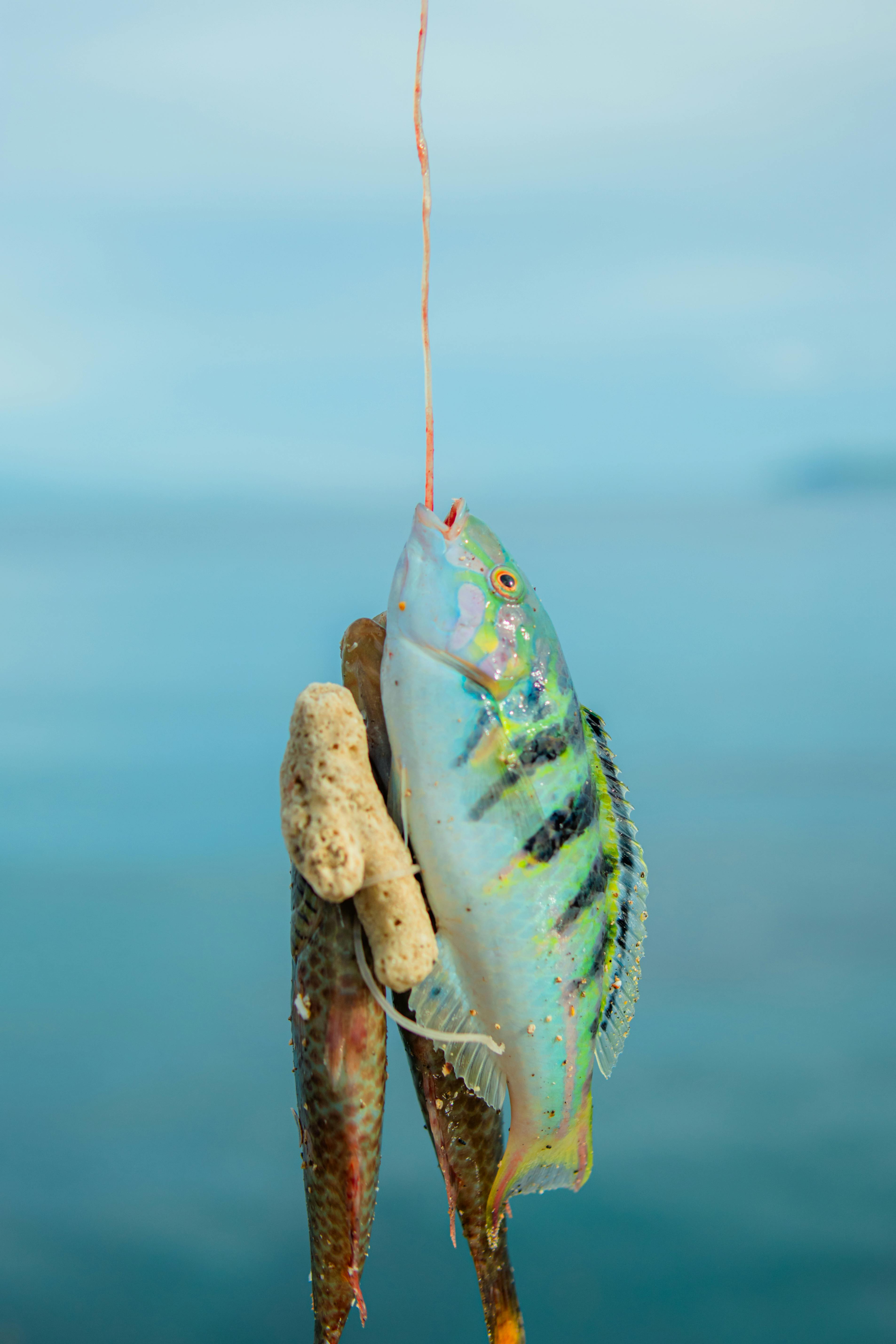 Vibrant fish hanging on a fishing line over the calm ocean waters.
