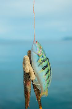fish photo