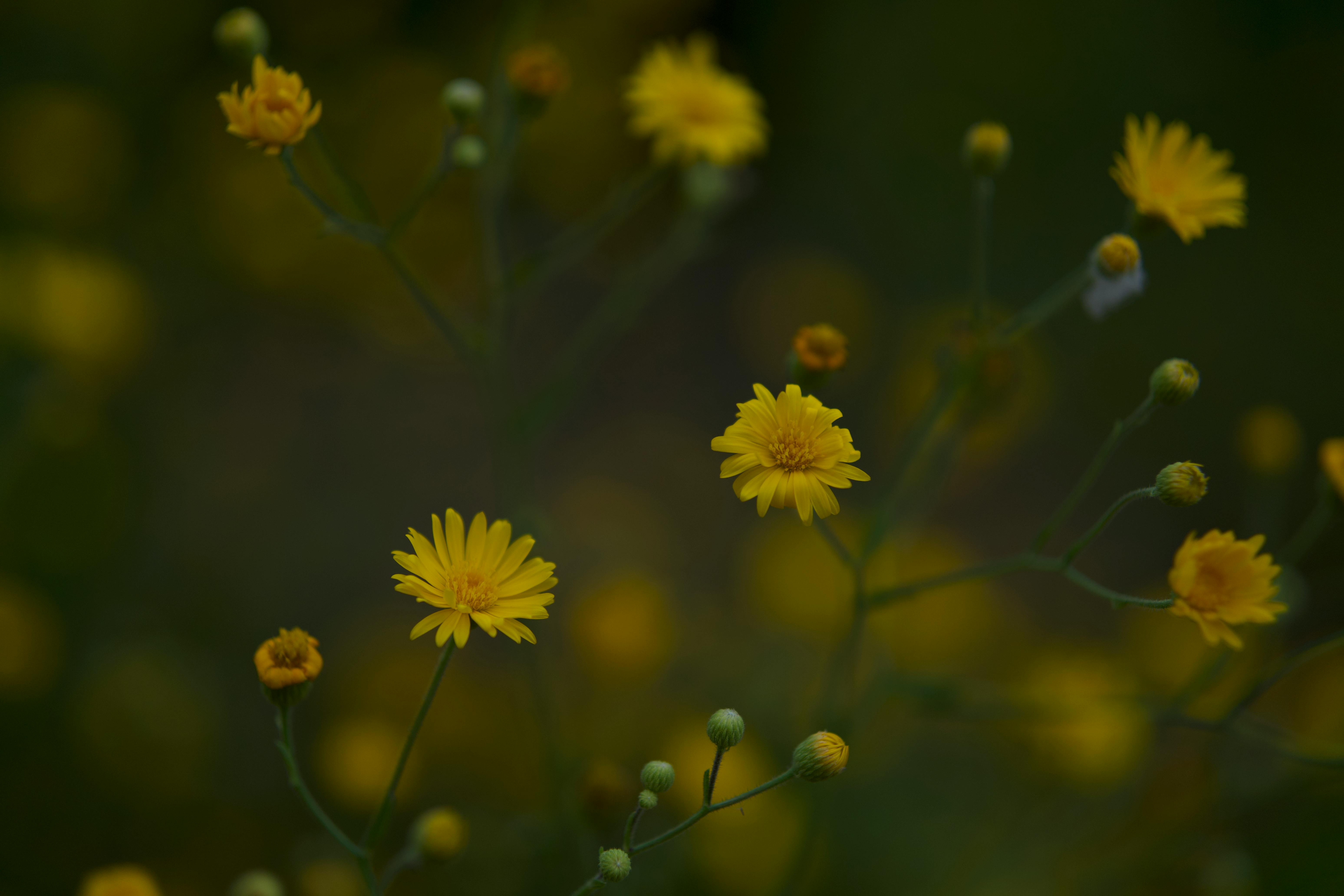 Drone Photography Tips for Adventurers