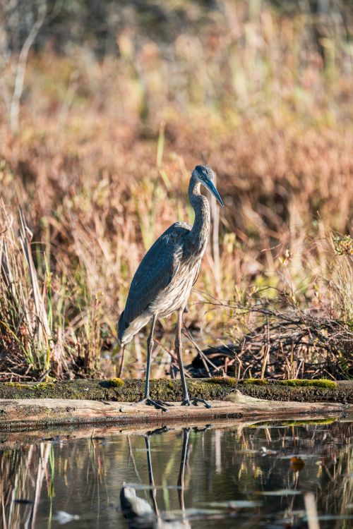 Free Great Blue Heron standing in a wetland at Saranac Lake, NY during fall Stock Photo