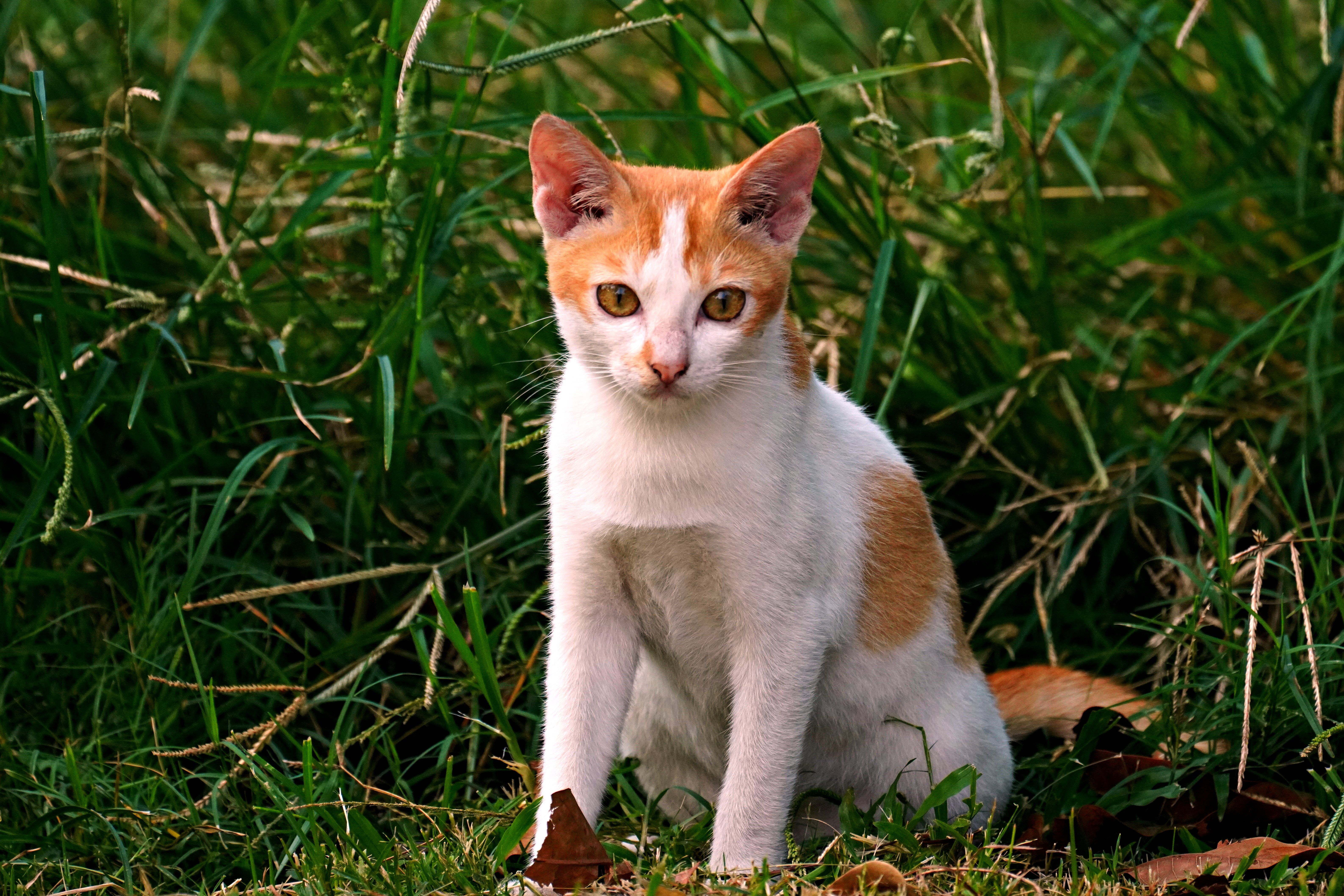 Portrait of a cat at a veterinary clinic