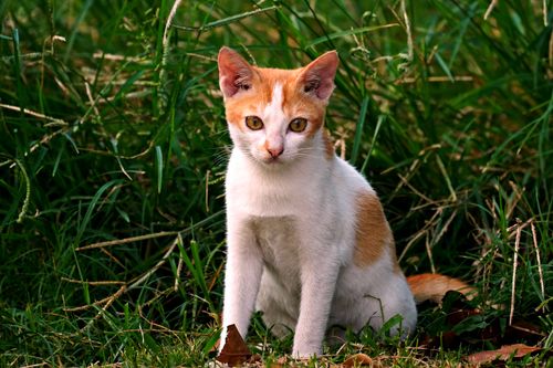 Free A ginger and white cat sits amidst lush green grass, showcasing its curious expression. Stock Photo